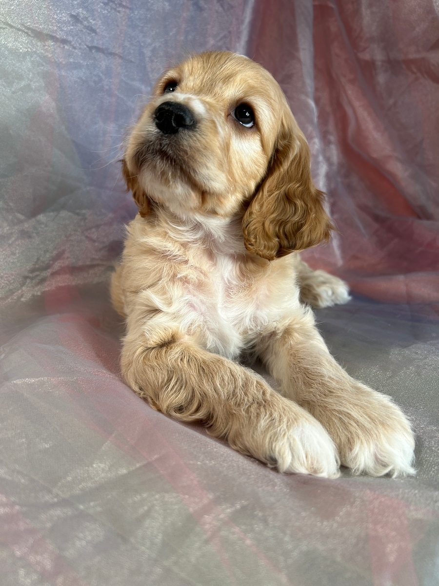 Male Cockapoo with White Markings DOB 1-22-2024, $1000